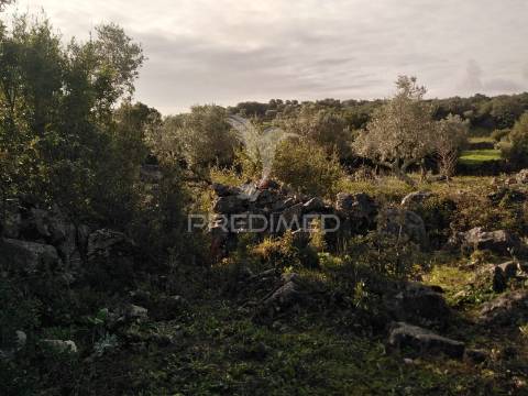 Terreno rústico vedado com olival produtivo