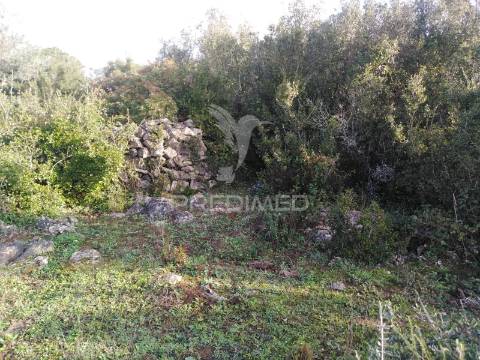 Terreno rústico vedado com olival produtivo