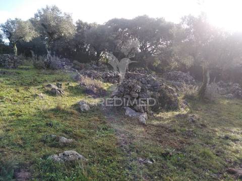 Terreno rústico vedado com olival produtivo