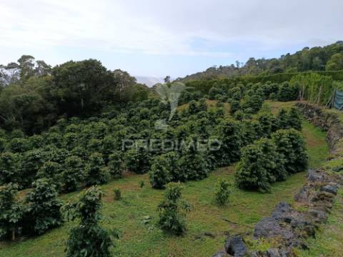 Terreno com viabilidade de construção na urzelina
