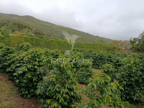 Terreno com viabilidade de construção na urzelina