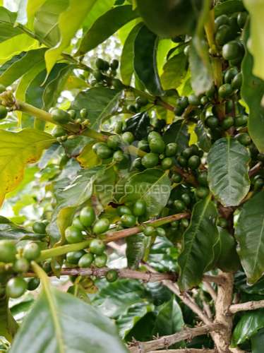Terreno com viabilidade de construção na urzelina