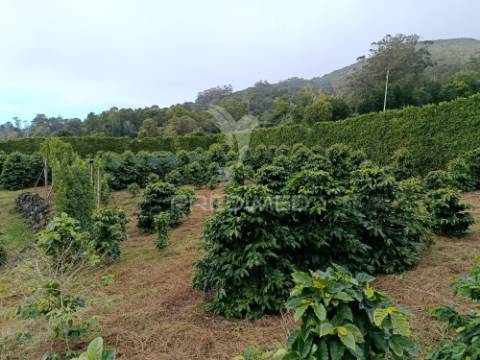 Terreno com viabilidade de construção na urzelina