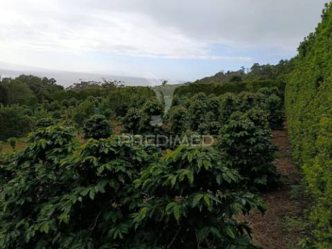 Terreno com viabilidade de construção na urzelina
