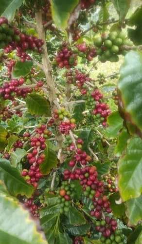 Terreno com viabilidade de construção na urzelina