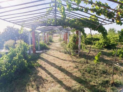 Quinta da balofa, próxima de estremoz com 11625 m2