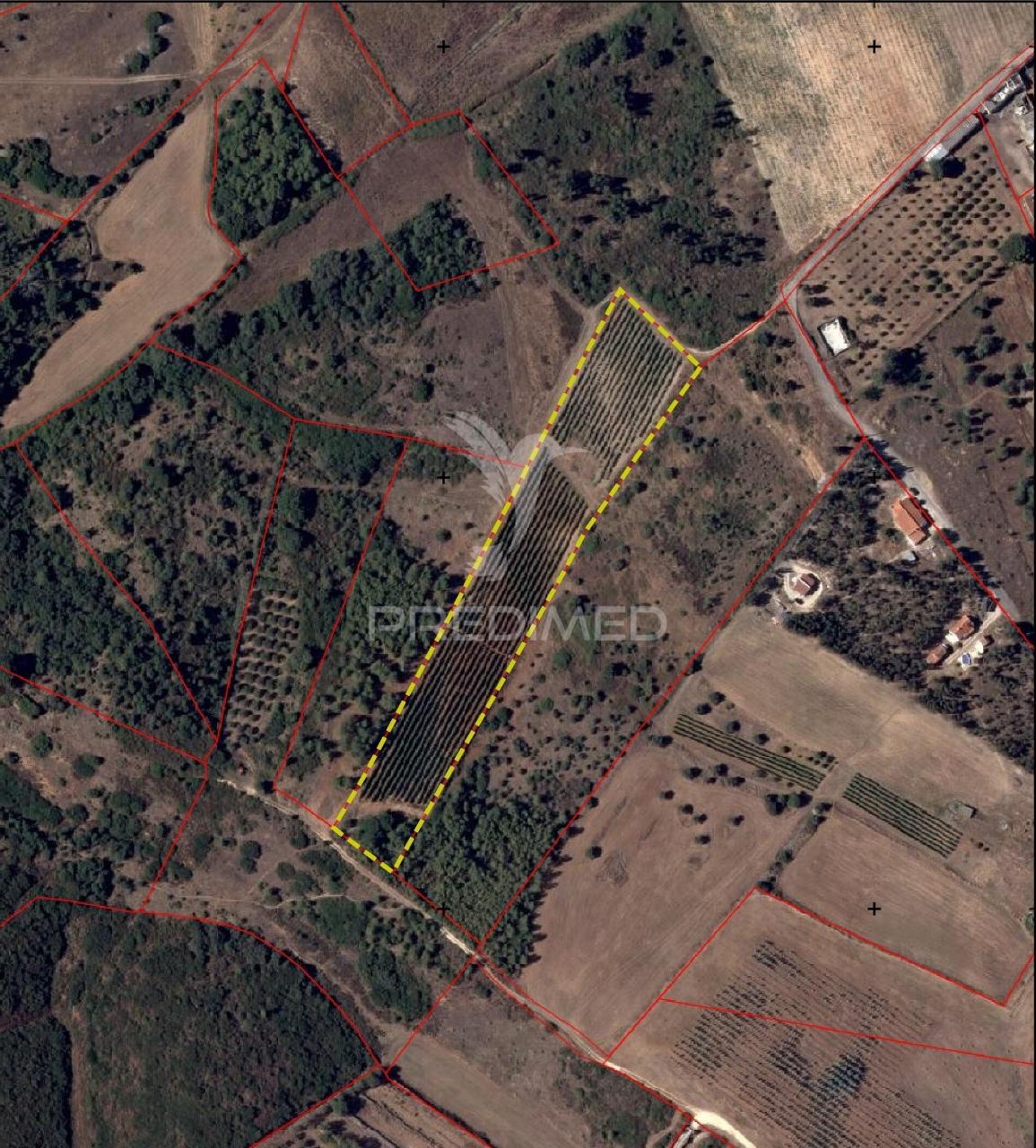 Terreno rustico vinha produtiva