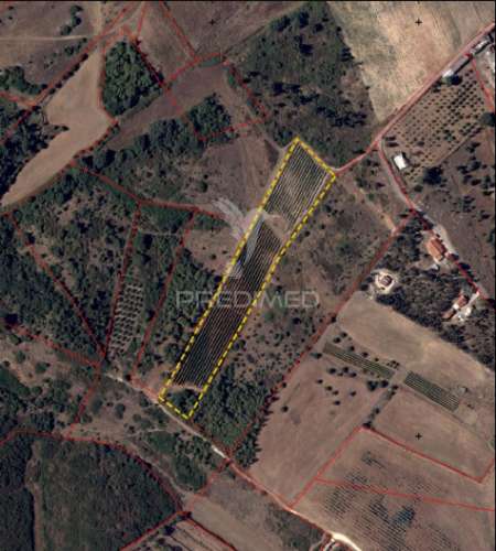 Terreno rustico vinha produtiva