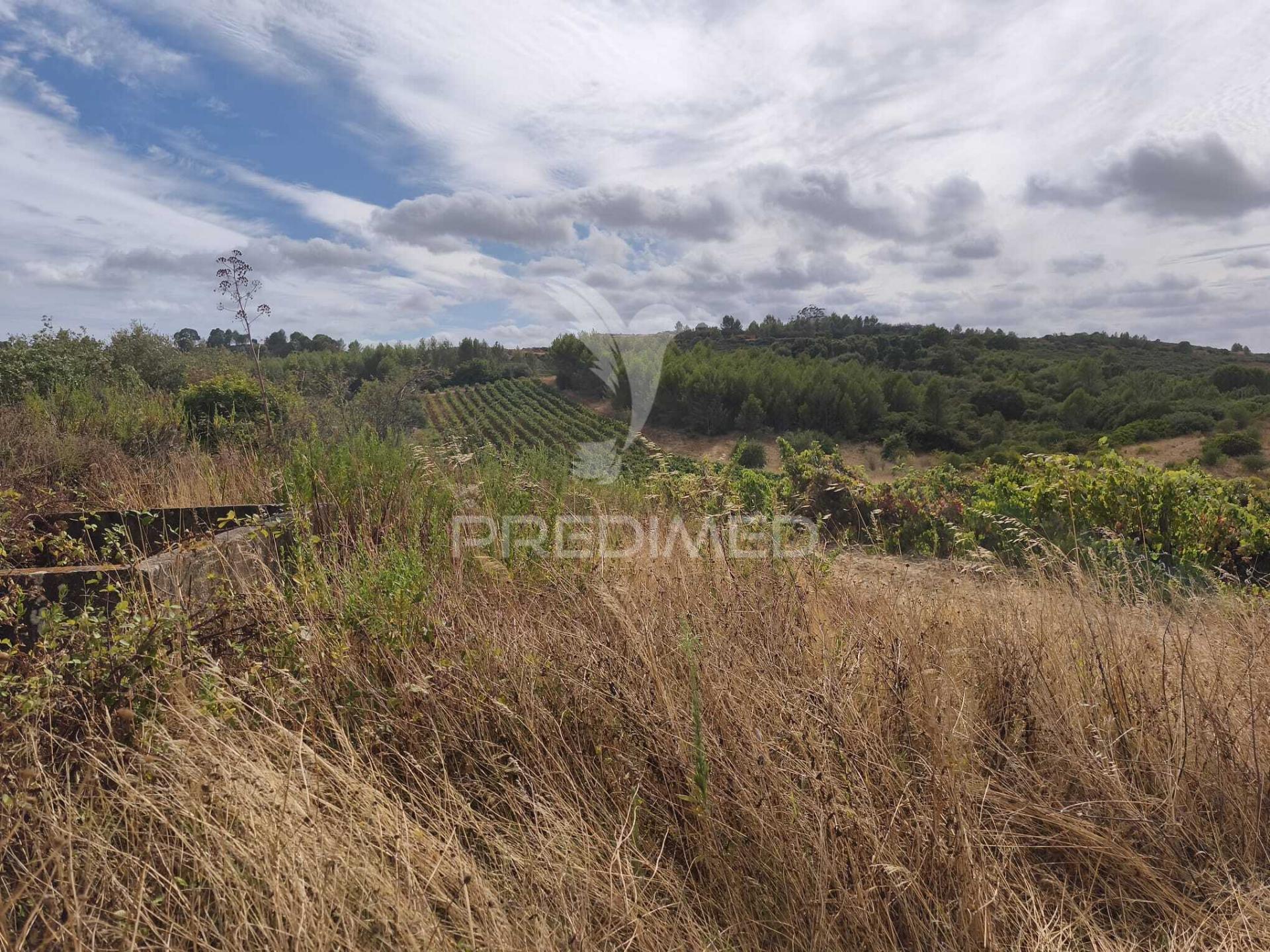 Terreno rustico vinha produtiva