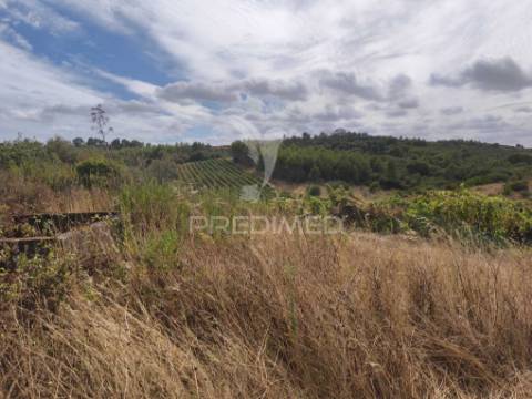 Terreno rustico vinha produtiva