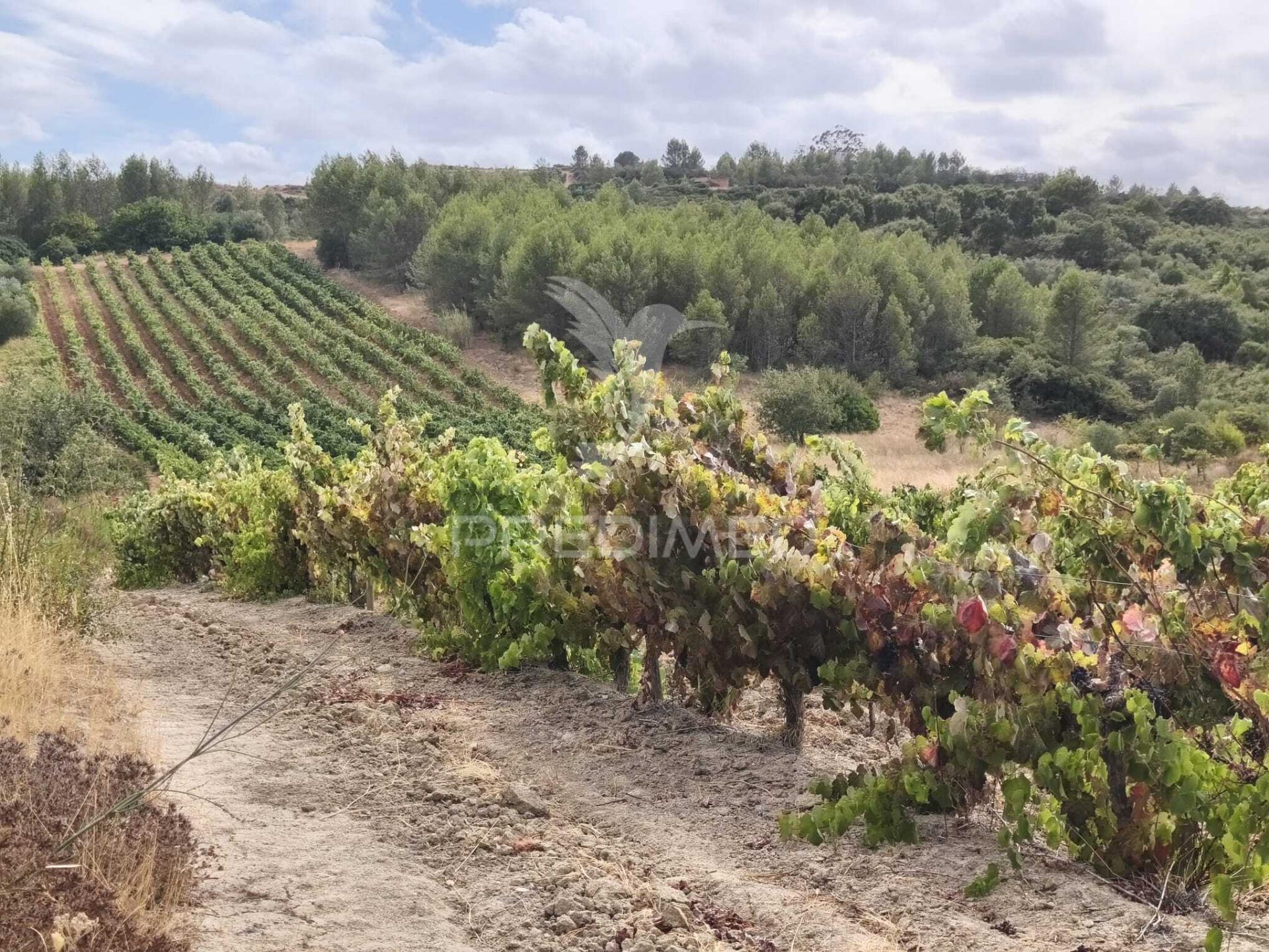 Terreno rustico vinha produtiva
