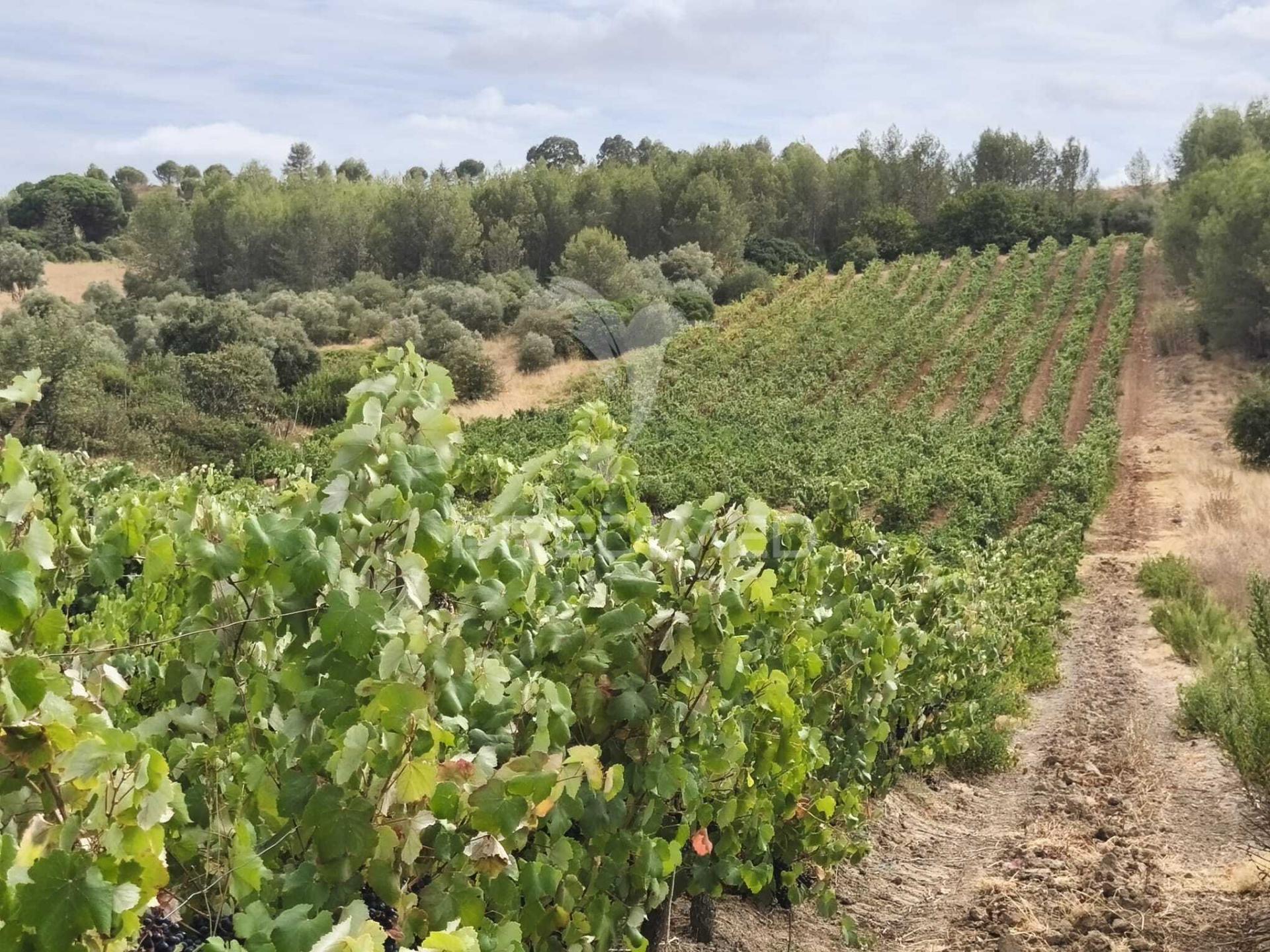 Terreno rustico vinha produtiva