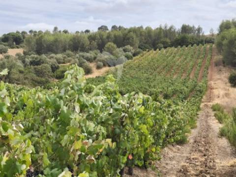 Terreno rustico vinha produtiva