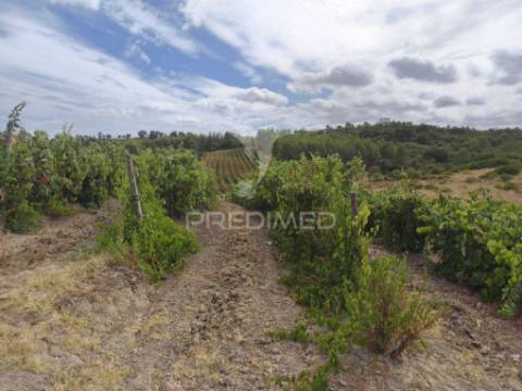 Terreno rustico vinha produtiva