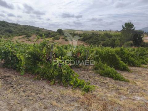 Terreno rustico vinha produtiva