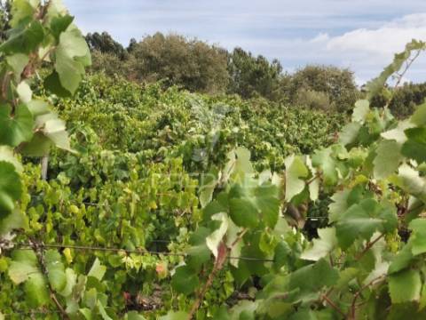Terreno rustico vinha produtiva