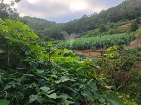 Terreno com 21 500,00 m2 à venda em caniçal
