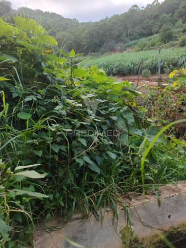 Terreno com 21 500,00 m2 à venda em caniçal