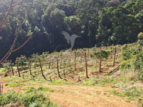 Terreno com 21 500,00 m2 à venda em caniçal