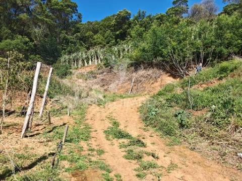 Terreno com 21 500,00 m2 à venda em caniçal