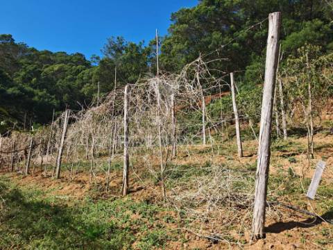 Terreno com 21 500,00 m2 à venda em caniçal