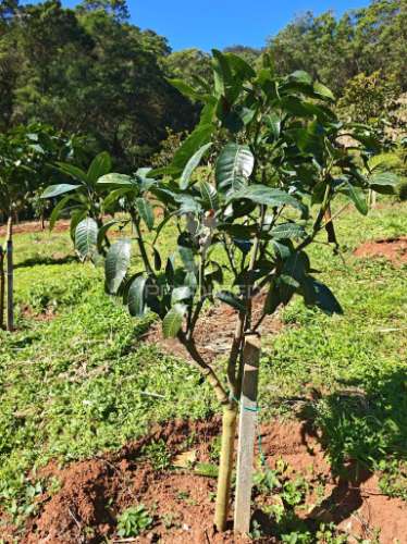 Terreno com 21 500,00 m2 à venda em caniçal