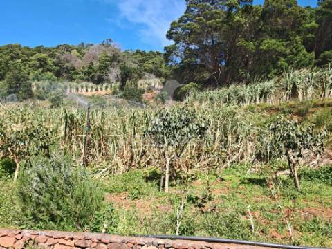 Terreno com 21 500,00 m2 à venda em caniçal