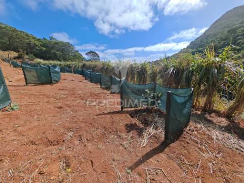 Terreno com 21 500,00 m2 à venda em caniçal