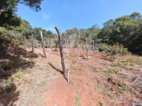 Terreno com 21 500,00 m2 à venda em caniçal