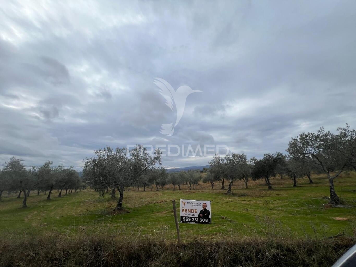 Terreno em morais com olival e terreno para cultivo