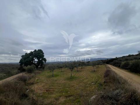 Terreno em morais com olival e terreno para cultivo