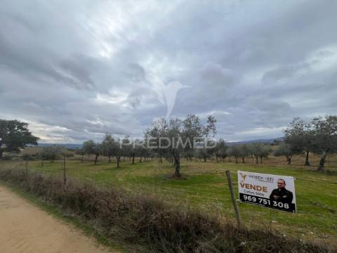 Terreno em morais com olival e terreno para cultivo
