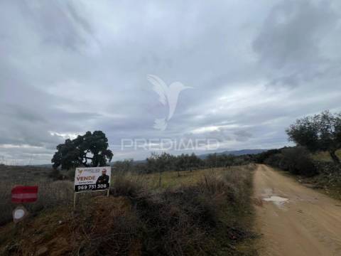 Terreno em morais com olival e terreno para cultivo