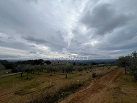 Terreno em morais com olival e terreno para cultivo