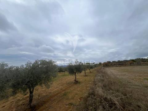 Terreno em morais com olival e terreno para cultivo