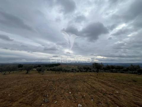 Terreno em morais com olival e terreno para cultivo