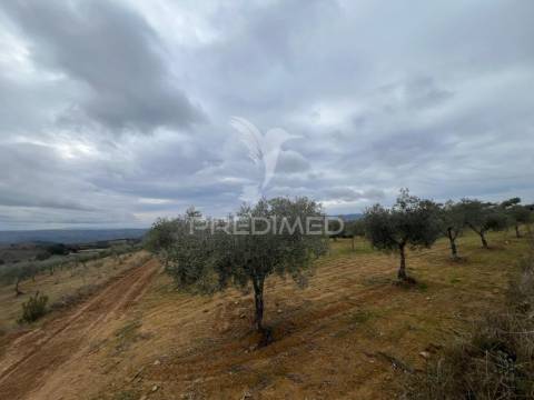 Terreno em morais com olival e terreno para cultivo