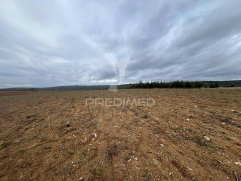 Terreno em morais com olival e terreno para cultivo