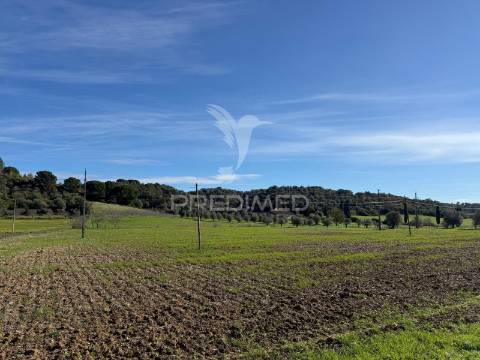 Terreno rústico em pernes – santarém | 2.744 m²