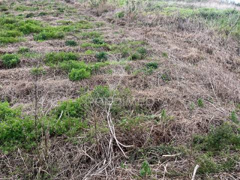 Terreno plano na ponta do pargo com vista mar