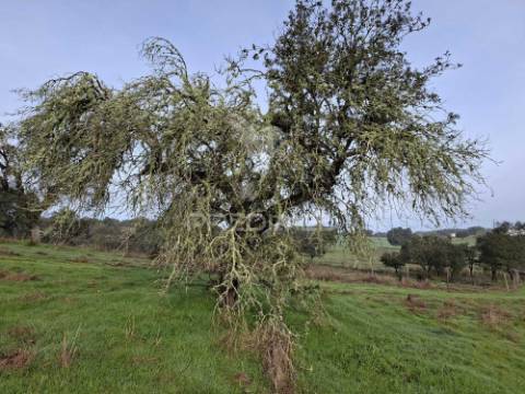 Terreno rústico com 4,1 hectares no rosário - alandroal