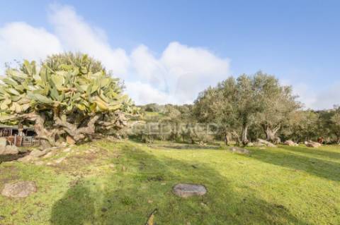 Terreno- arraiolos, são pedro da gafanhoeira