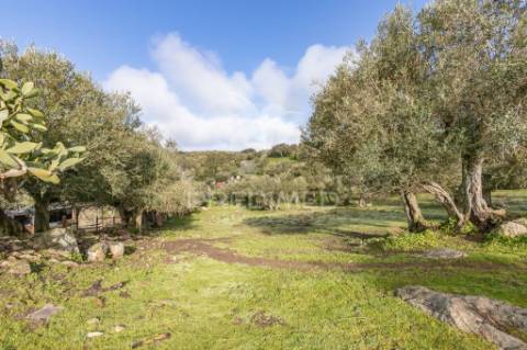 Terreno- arraiolos, são pedro da gafanhoeira