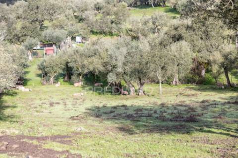 Terreno- arraiolos, são pedro da gafanhoeira