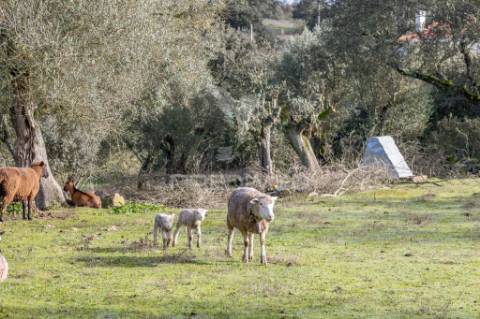 Terreno- arraiolos, são pedro da gafanhoeira