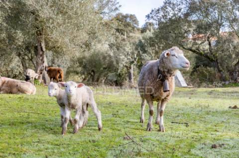 Terreno- arraiolos, são pedro da gafanhoeira