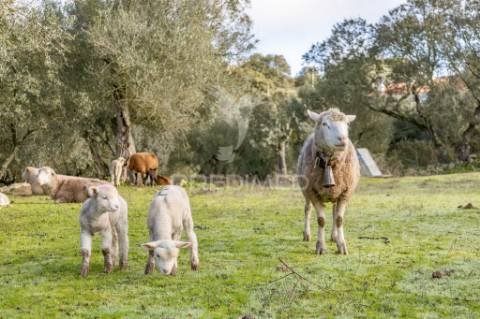 Terreno- arraiolos, são pedro da gafanhoeira