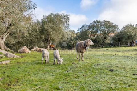 Terreno- arraiolos, são pedro da gafanhoeira