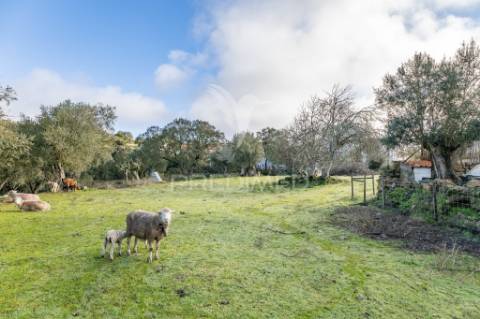 Terreno- arraiolos, são pedro da gafanhoeira