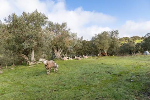 Terreno- arraiolos, são pedro da gafanhoeira